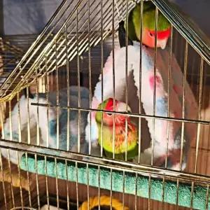 대 포치 하트둥지 앵무새둥지 은신처 앵무새