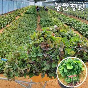 자색고구마모종 5kg 고구마싹 신자미 단자미 해남
