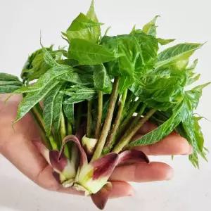 강원 정선 자연산 생 엄나무순 500g 1kg 개두릅 고냉지 채취 산지발송