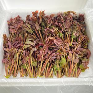 무농약 가죽나물 500g, 1kg
