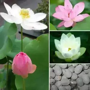 (국내산 연꽃씨 10립) 홍련 청백련 홍백련 / 백련 연씨앗 꽃씨 연자육 수반 수생식물 연잎 연꽃씨앗