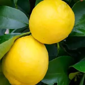 레몬나무 묘목 4치포트 삽목묘 상록 과일나무 실내키우기 레몬 관엽 식물 (목하원예조경)