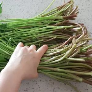 향이 깊고 연한 청도 미나리 1kg