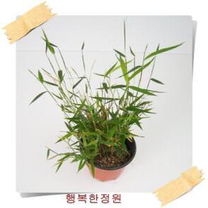 사사 샤샤 무늬샤샤 Plioblastus pygmaed 미니대나무 야생화 포트화분 조경피복 대량주문내고
