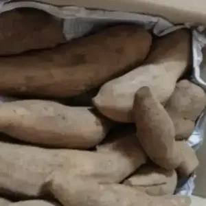 국내산 햇 야콘(상품/특품) 강원도 평창군 --3kg