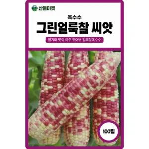 그린얼룩찰 옥수수 씨앗 100립 찰기가 좋은 얼룩 옥수수씨 종자