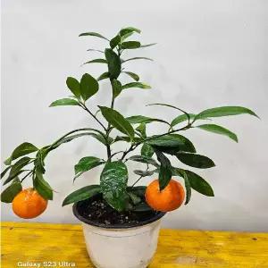 황금레몬나무 (중품) 생명력이 아주 강한아이에요 높이 25~40CM