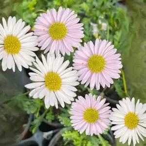 상록구절초 사계쑥부쟁이 꽃모종 다년생 노지월동 야생화 B02