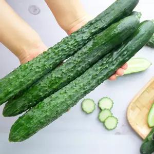 국내산 아삭하고 싱싱한 가시오이