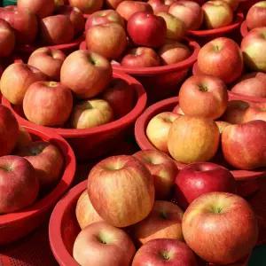 국내산 실속형 가정용 사과 중대과 10kg 36-43과