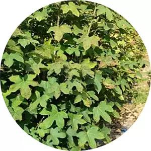 민엄나무/민음나무/민개두릅/kalopanax/묘목/근삽2년3년2주/가시없는묘목/약용수