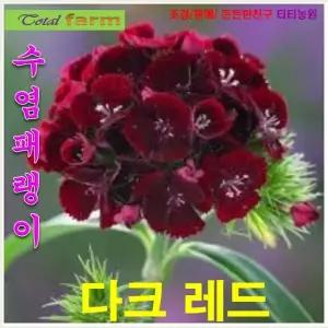 희귀꽃씨 수염패랭이-다크레드 20립