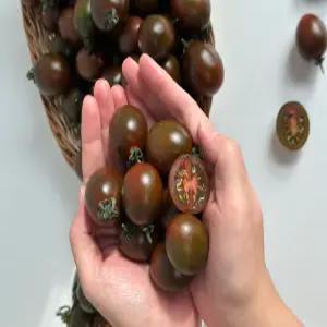 꿍이네 대저 흑대추 방울토마토 짭짤한 단맛 고당도 프리미엄