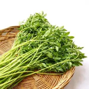 산지직송 무농약 청도 한재 미나리 1kg