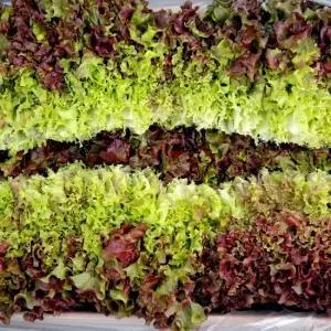 쌈 싸먹기 좋은 국내산 꽃상추 500g 1kg