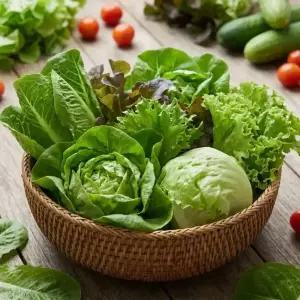 유러피안 샐러드 쌈채소 로메인 바타비아 버터헤드 크리스탈 멀티리프 1kg