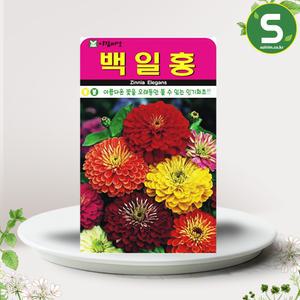 백일홍씨앗 200립 꽃씨앗 백일홍 꽃씨