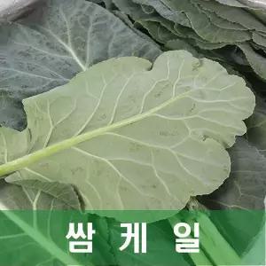 야채맘 케일 쌈케일 2kg 1박스