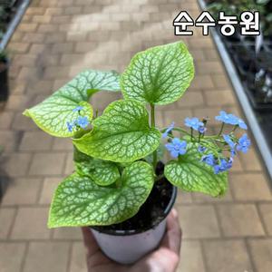 브루넬라 모종, 알렉산더스 그레이트 10cm포트 1개/브루네라/야생화/봄꽃