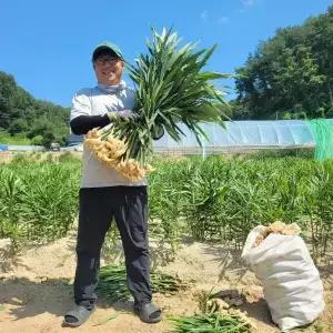 생강 햇 세척 흙생강 25년 국산 1kg