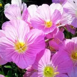 낮달맞이꽃, 달맞이꽃 모종(분홍색,다년생, 노지월동, 야생화) 5개 ,10개중선택