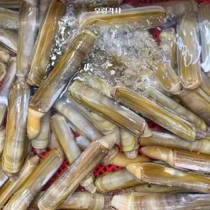 대 맛조개 캠핑 자연산 바다 세트 제철 갈고리 도구 손질