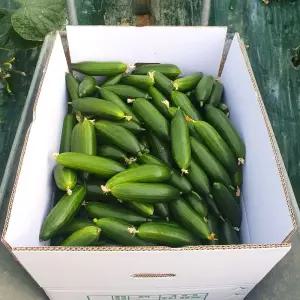 국내산 칠곡 지천 미니 오이 1.5kg (특품) 스낵오이