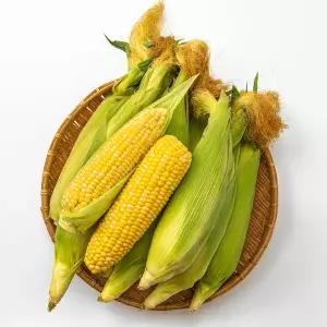 [5월 20일 첫출고]초당옥수수 생옥수수 고당도 신선 옥수수 5개 10개 20개