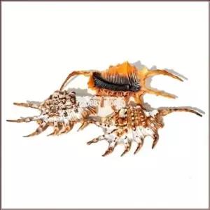친절한탄씨 폐각 장식용 조개 자연품 1개 수조장식품 수조온도계 수초 바닥재 부화산란통 여과부품