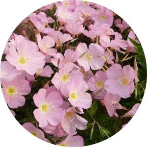 달맞이꽃/Oenothera speciosa/분홍향기달맞이/노랑/포트분/꽃화분/야생화/취미