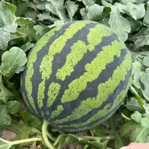 당도선별 고당도 정품 수박 시원달달 꿀수박 3~10kg
