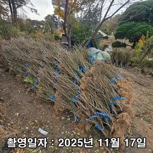 화살나무 / 60cm