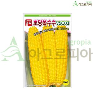 옥수수 대학찰 초당 백찰 흑찰 얼룩찰 홍점이 오색옥수수 씨앗 씨 종자