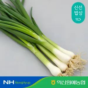 [익산원예농협] 국내산 익산 흙대파 1단 (2kg내외)
