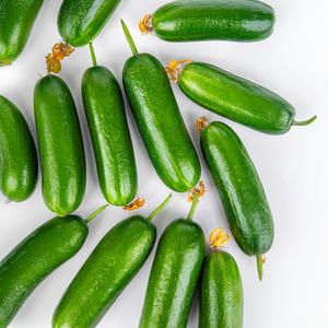 국내산 미니오이 1-2kg 작은 스낵 오이