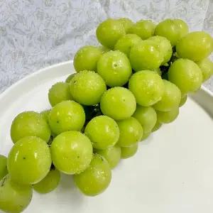 동명팜 초고당도 국내산 샤인머스캣 당도선별 500g