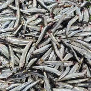 손질 생멸치 500g