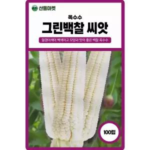 그린백찰 옥수수 씨앗 100립 백색 찰옥수수씨 종자