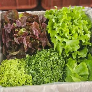 매일수확 유러피안 채소 쌈채소 1kg/2kg