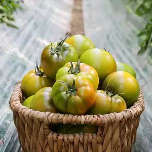 부산 대저 짭짤이토마토 1kg(3s~2s) 특 로얄과