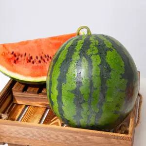 [미식한가] 당일수확 제철 고당도 하우스 가정용 수박 3kg 당도선별