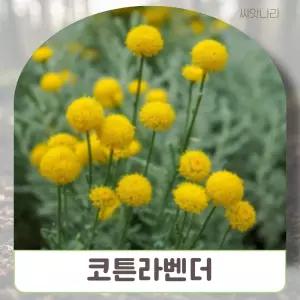 씨앗나라 코튼라벤더(산토리나)-그린 25립꽃심기 키우기 야생화 화키우기 씨앗 정원꾸미기 판매 종묘사 종