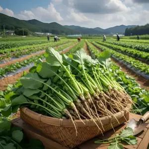 국내산 얼갈이 1kg내외 (1단) + 열무 1kg내외 (1단)