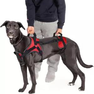전면 전용 후면 또는 전신 반려견 팅을 위해 설계된 Doggie Stylz 다기능 팅 개 하네스 조끼 주문하기 전에