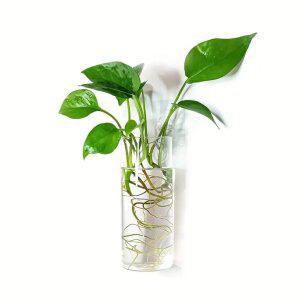 수경 DIY식물키우기, 벽걸이유리화병+콩자갈+스킨답서스