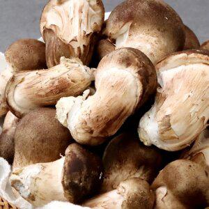 참송이버섯 1kg(중/하)