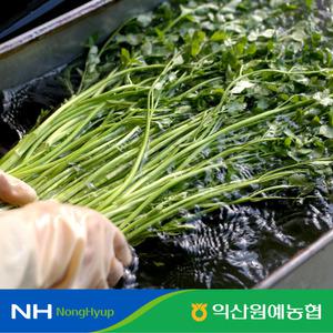 [익산원예농협] 국내산 생으로 즐기는 수경 미나리 특품 1kg