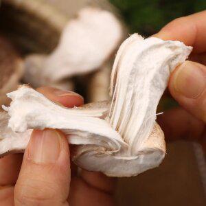 송이향이 나고 식감이 쫄깃한 무농약 송화고버섯 1kg(하)