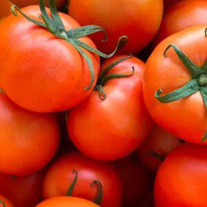 [아침이슬농원] GAP인증 스마트팜 유럽종 완숙토마토 5kg 실속 못난이 혼합(100g~210g