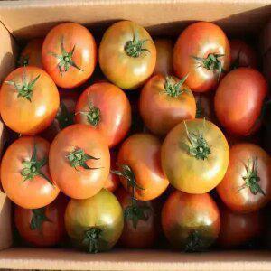 [최종 13,750] [품질보증] 직접농사지은 국내산 완숙 찰 토마토 5kg 중소과